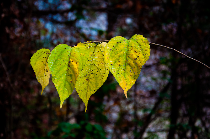 dsc_0009-1.jpg