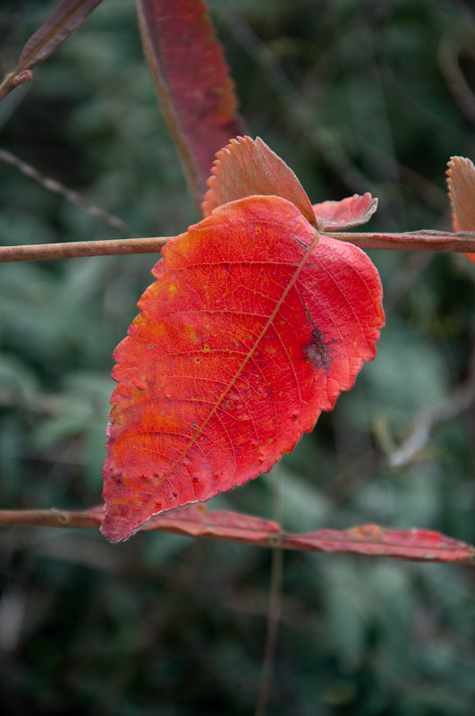 dsc_0019-1.jpg