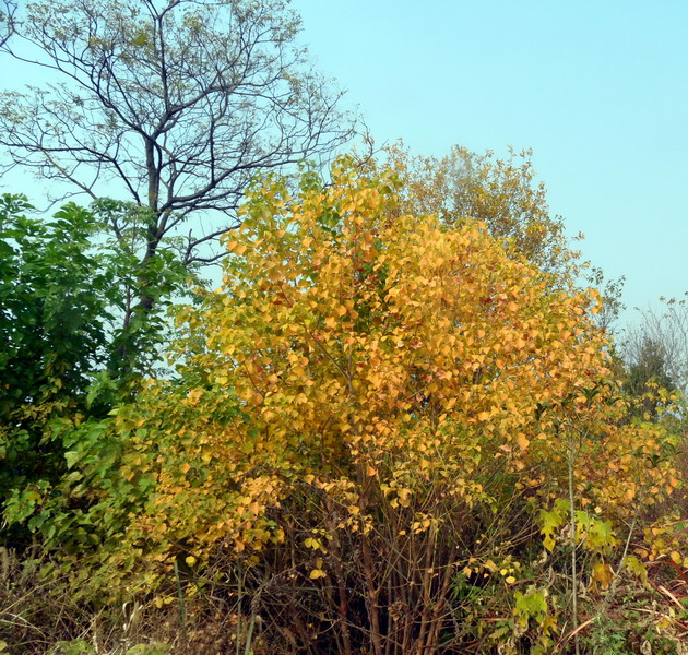 sam_5328_СС.jpg
