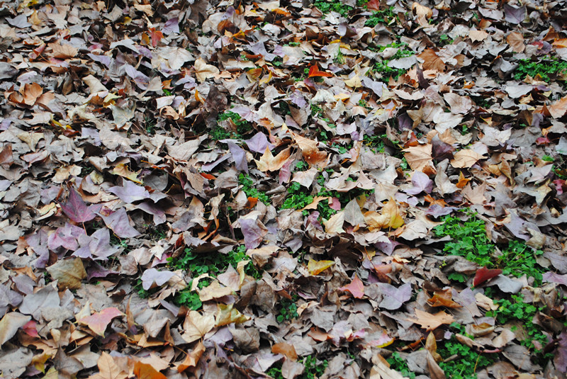 dsc_0256_.jpg