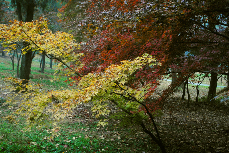 dsc_0353_.jpg