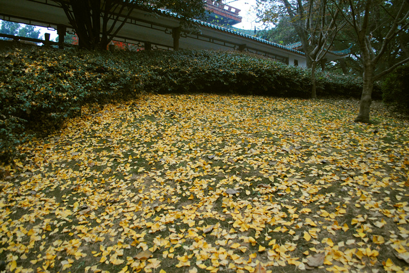 dsc_0321_.jpg
