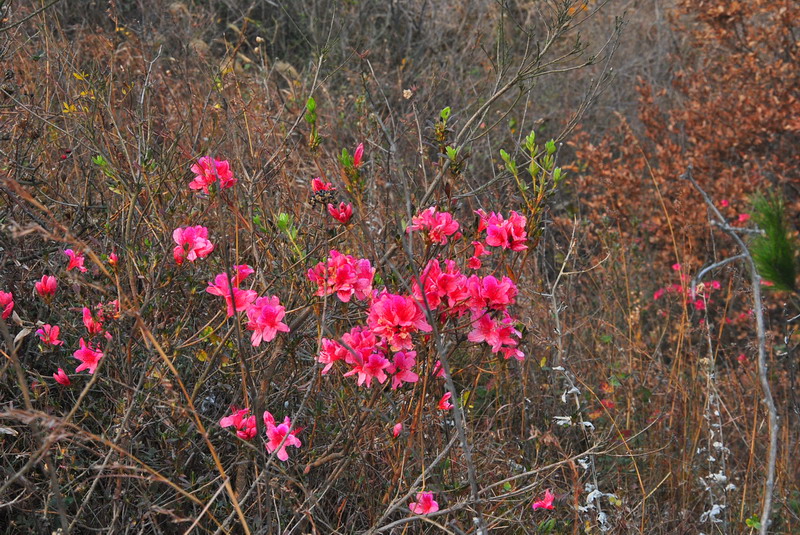 dsc_0018.jpg