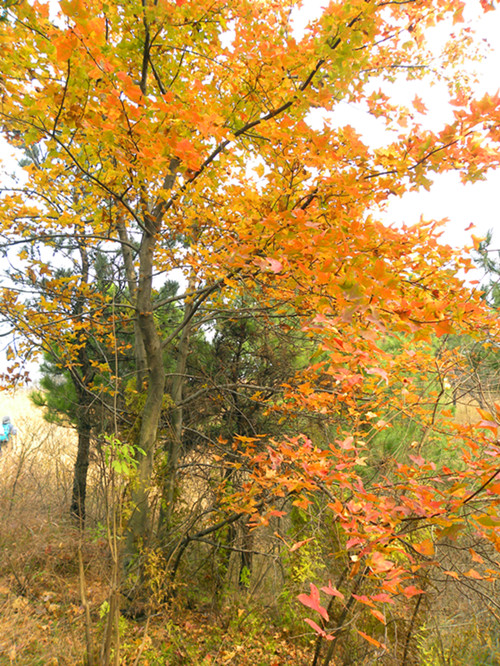 dscn6737_.jpg