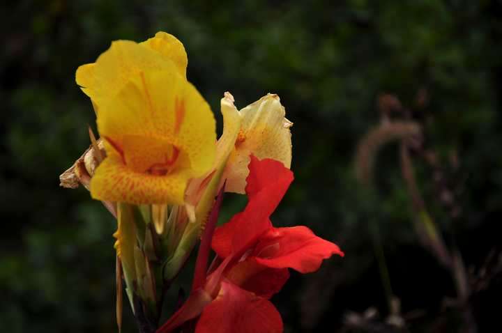 dsc_0295.jpg