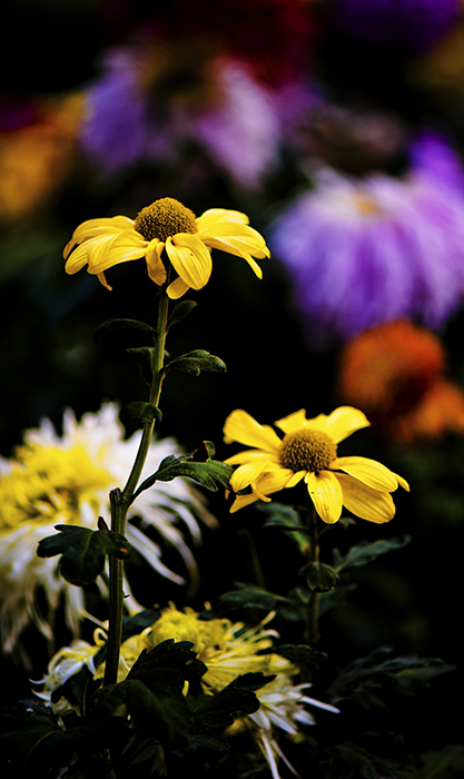 _dsc8342a.jpg