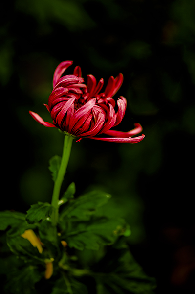 _dsc8345a.jpg