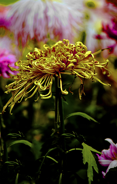 _dsc8349a.jpg
