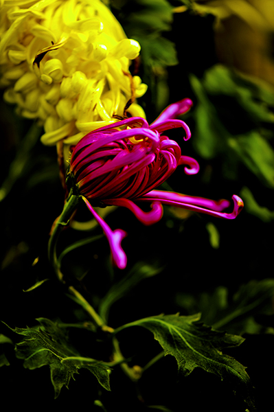 _dsc8355a.jpg