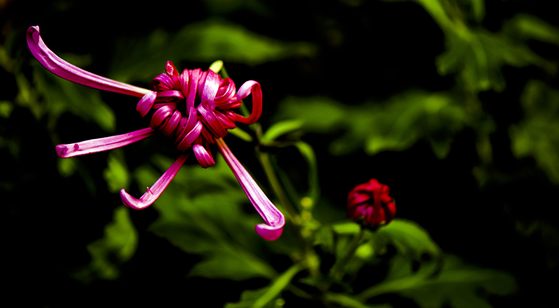 _dsc8356a.jpg