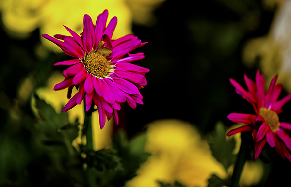_dsc8361a.jpg