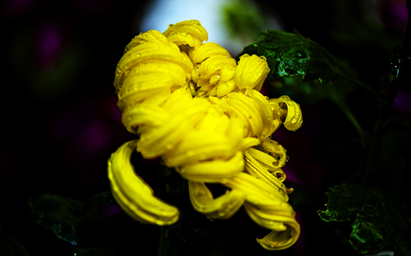 _dsc8366a.jpg