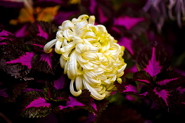 _dsc8367a.jpg