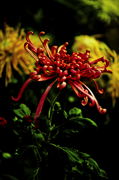 _dsc8371a.jpg