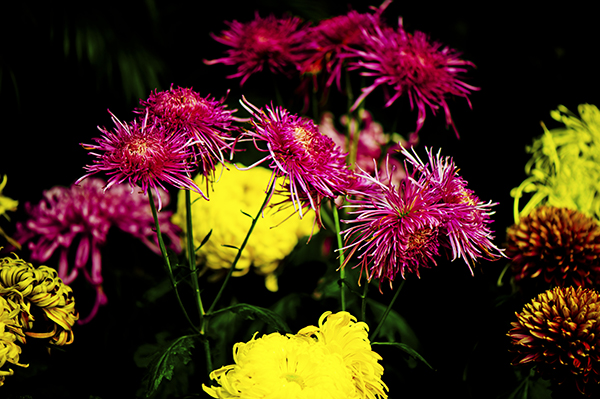 _dsc8378a.jpg