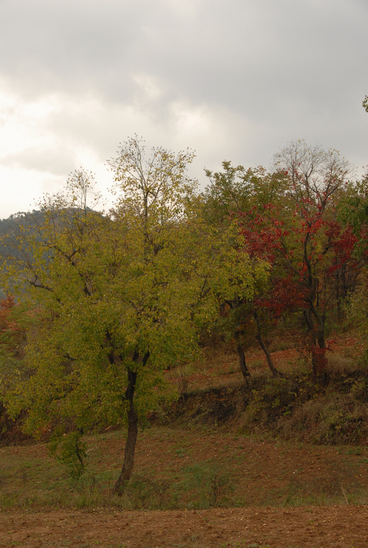 dsc_0042.jpg