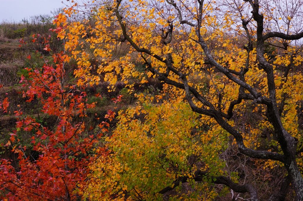 dsc01195.jpg