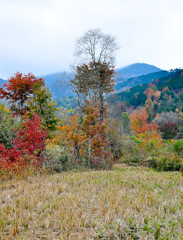 dsc_0039-1.jpg