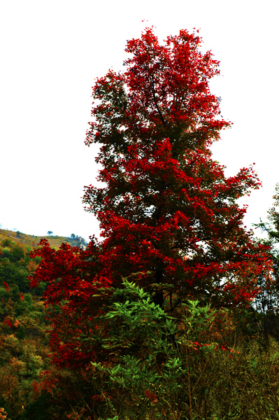 _dsc7662a.jpg