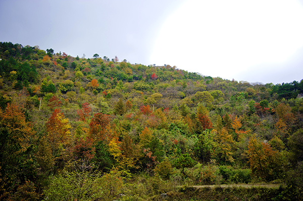 _dsc7667_1a.jpg