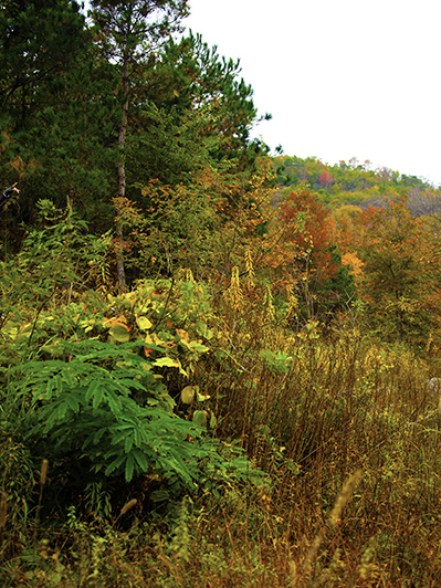 _dsc7669a.jpg
