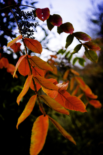 _dsc7677a.jpg
