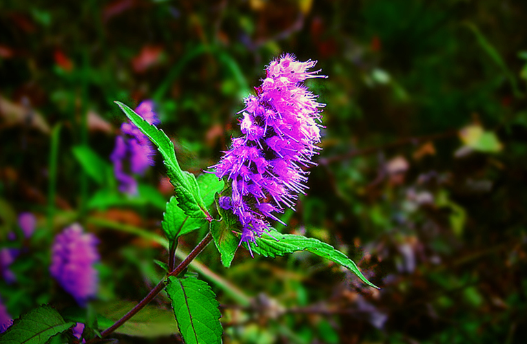 dscn1602_.jpg