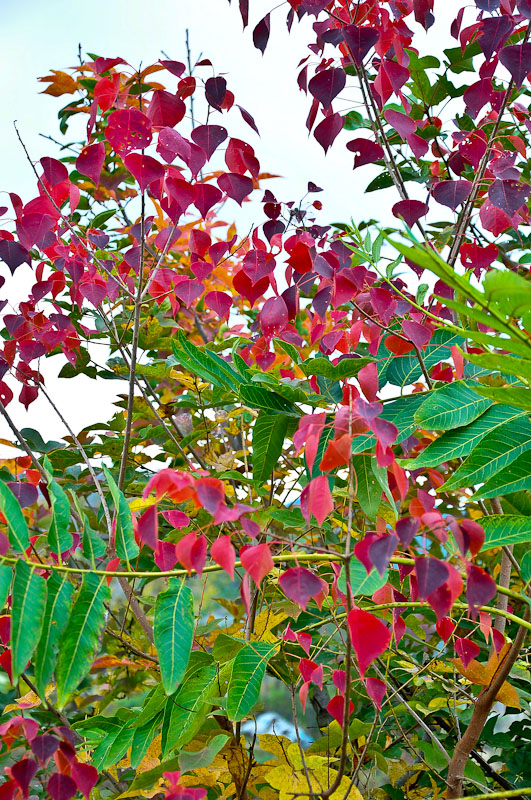 dsc_0009-1.jpg