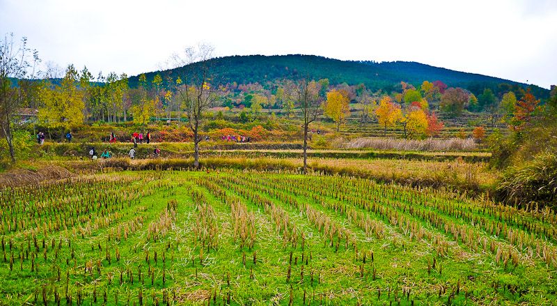 dsc_0012-1.jpg