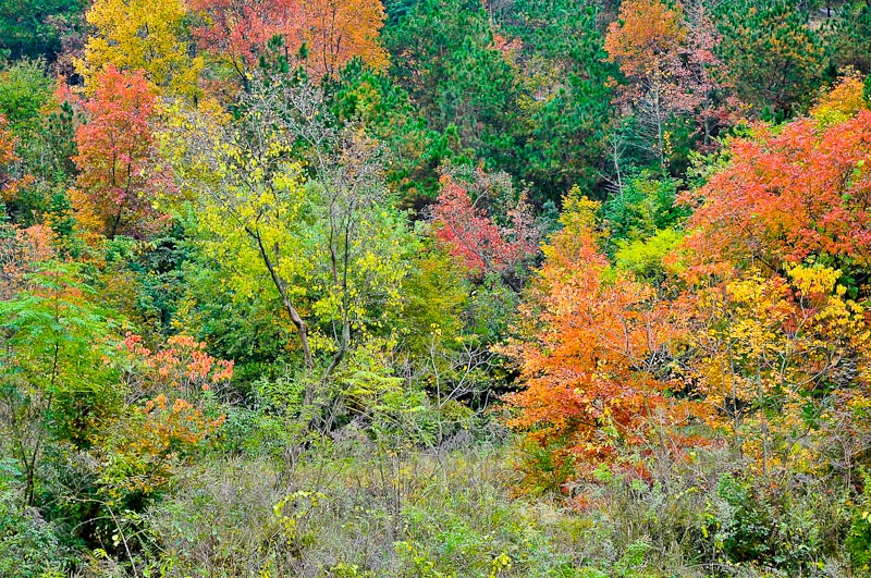 dsc_0068-1.jpg