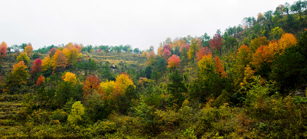 _dsc7656a.jpg