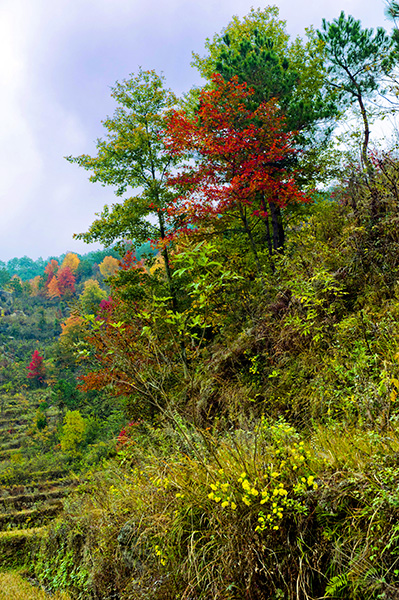 _dsc7647a.jpg