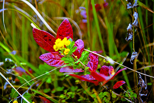 _dsc7643a.jpg
