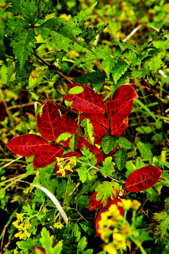 _dsc7630a.jpg