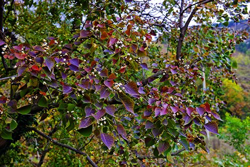 _dsc7627a.jpg