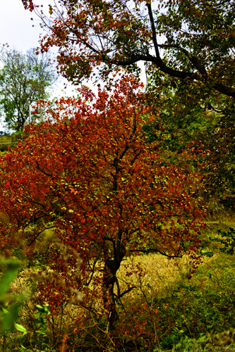 _dsc7626a.jpg