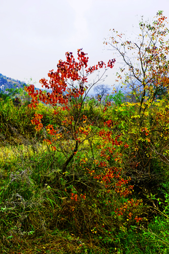 _dsc7608a.jpg