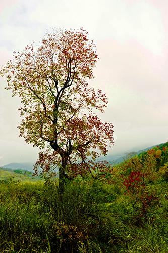 _dsc7607a.jpg