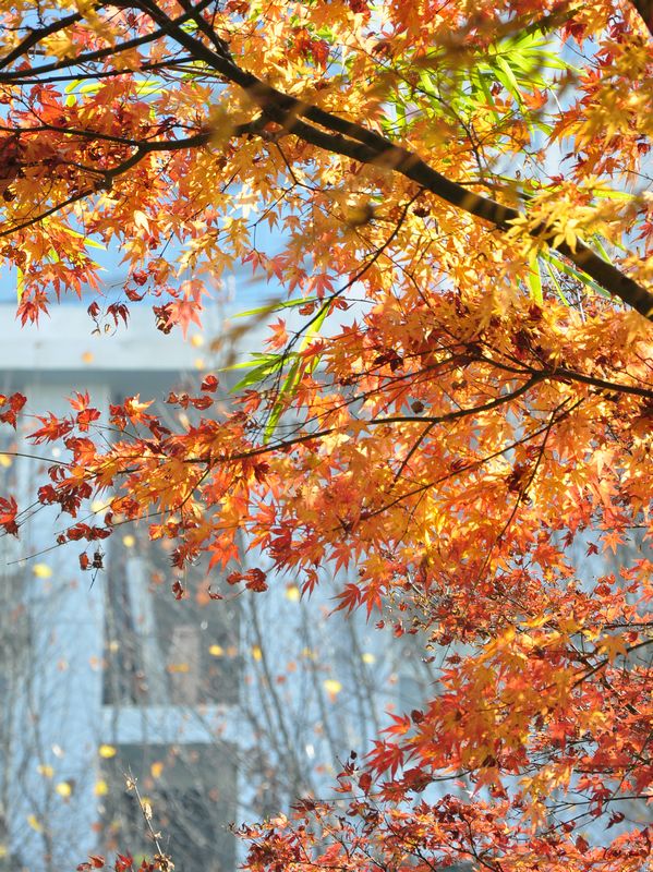 dsc_2238a.jpg