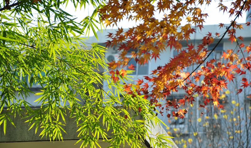 dsc_2239a.jpg