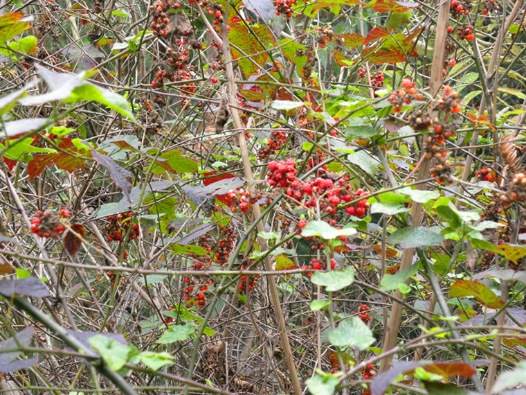 dscn6836_.jpg