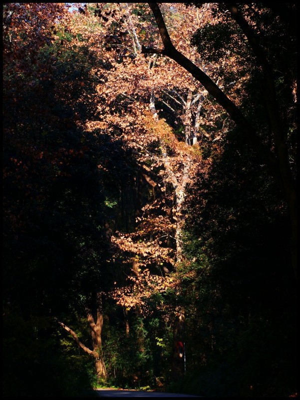 conew_1211ĥɽ 103_conew1.jpg