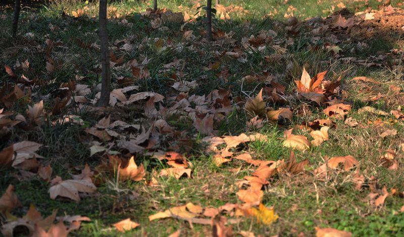 dsc_2204a.jpg
