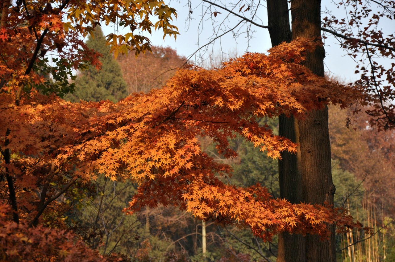 dsc_00341.jpg
