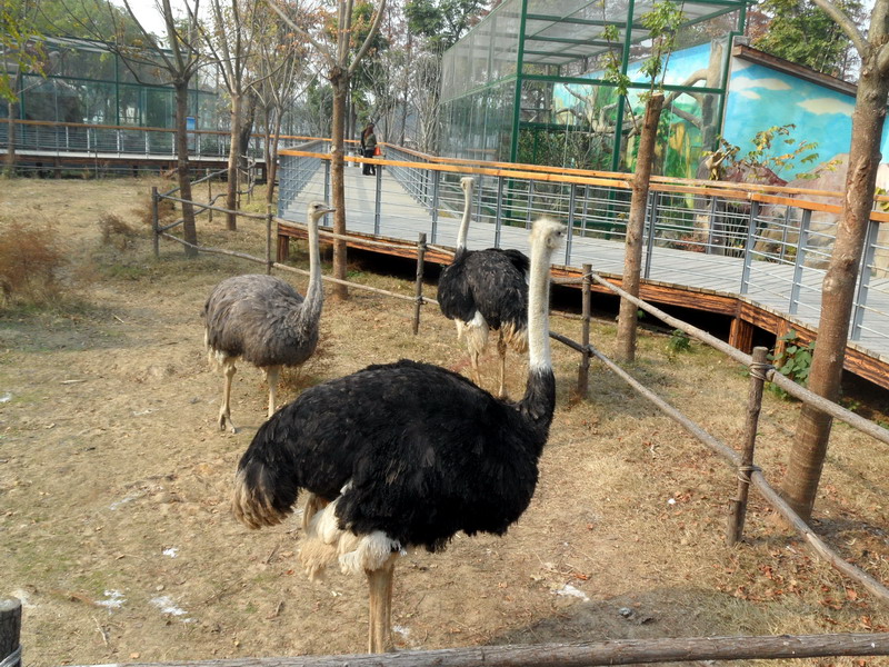 sam_5876_СС.jpg