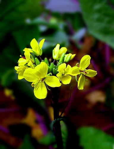 dscn2363_����.jpg