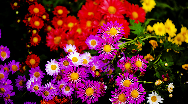 _dsc8388a.jpg