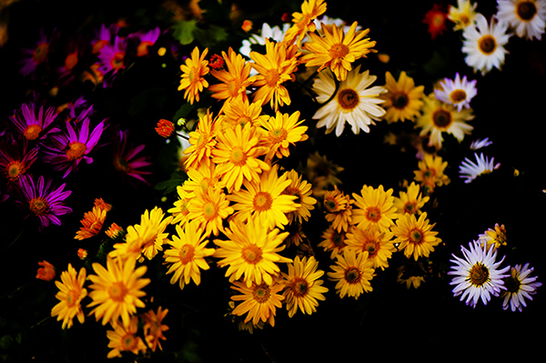 _dsc8390a.jpg