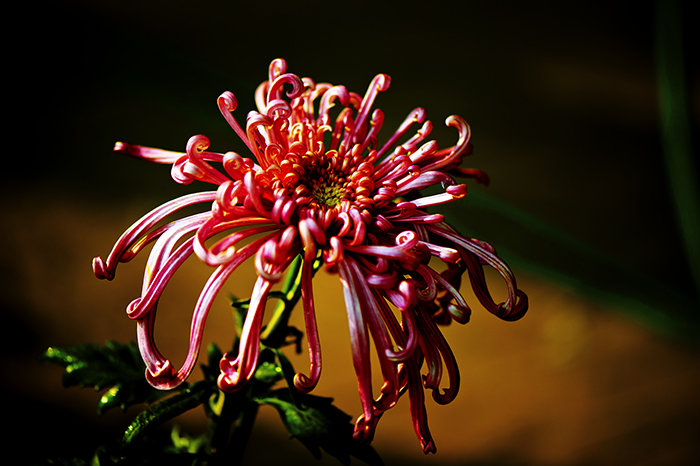 _dsc8396a.jpg