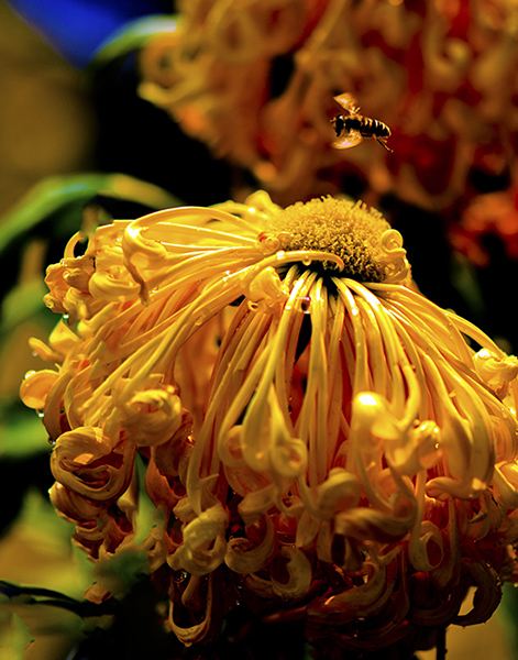 _dsc8401a.jpg